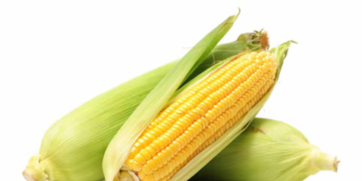 Hello We are selling fresh sweet corn. Please contact