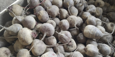 Vând sfeclă roșie, soiul Monty, certificată organic, în cantități