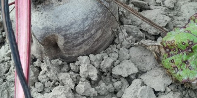 Vând sfeclă roșie, soiul Monty, certificată organic, în cantități