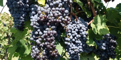 Wine grapes. Merlot, Malvasia, Trebbiano Toscano. Cerveteri area.