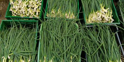 I am selling chives and onions, nice, clean stuff.