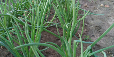 I am selling chives and onions, nice, clean stuff.
