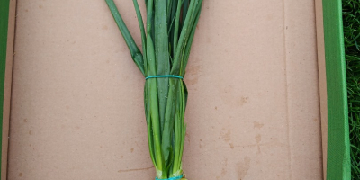 I am selling chives and onions, nice, clean stuff.