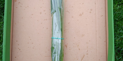 I am selling chives and onions, nice, clean stuff.