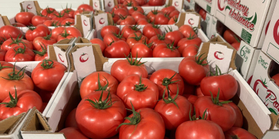 Hallo! Himbeertomate 2B/3B/4B. Volle LKW-Ladungen. Wir legen Wert auf