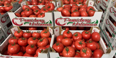 Hallo! Himbeertomate 2B/3B/4B. Volle LKW-Ladungen. Wir legen Wert auf