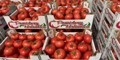 Hallo! Himbeertomate 2B/3B/4B. Volle LKW-Ladungen. Wir legen Wert auf