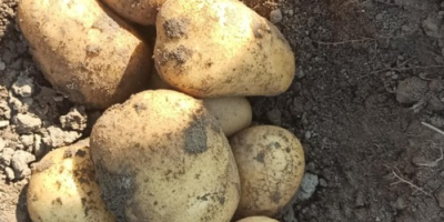 Queen Anna potatoes for sale. 15 kg bags or