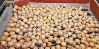 We sell yellow onions, sorted, 50/70 caliber. Big bag
