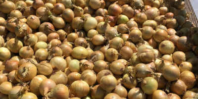 We sell yellow onions, sorted, 50/70 caliber. Big bag