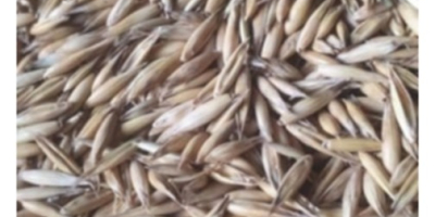 Oats harvest of this year&#39;s harvest, clean and dry