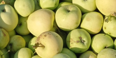 GÁLA and GOLDEN apples for pálinka and mash for