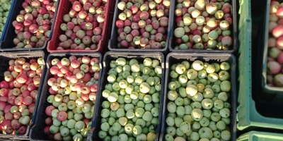 GÁLA and GOLDEN apples for pálinka and mash for