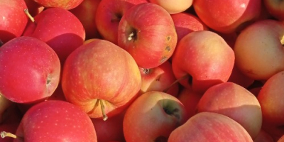GÁLA and GOLDEN apples for pálinka and mash for