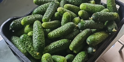 I have a cucumber for sale, wrapped in plastic,