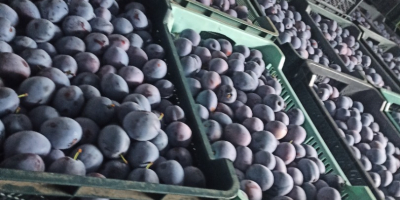 Prune TopHit de vânzare. Ofer prune proaspete, de înaltă