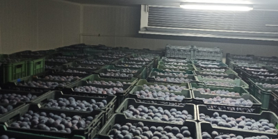 Prune TopHit de vânzare. Ofer prune proaspete, de înaltă