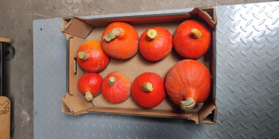 Hello, I&#39;m selling a beautifully colored, flawless Hokkaido pumpkin.