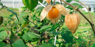 Uva spina disidratata – Physalis peruviana L. Nome commerciale: