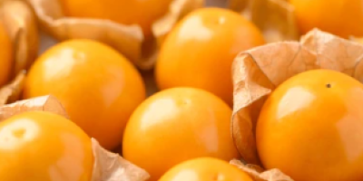 Uva spina disidratata – Physalis peruviana L. Nome commerciale: