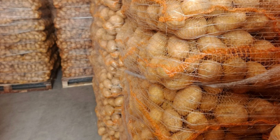 Здраво. Имам на продају жути кромпир сорти Сораја, Игнаси