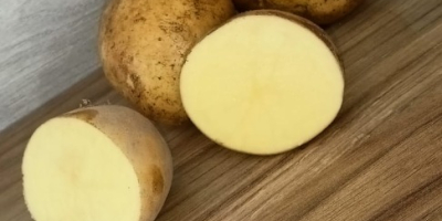 Продајем кромпир сорте Сораја, калибар 5+. Главни извор ђубрива
