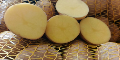Здравейте. Продавам жълти картофи: Сорая, Игнаси и Отолия. Размер