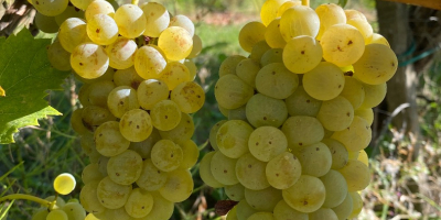 Verkauf von erstklassigen Trauben – Kutjevo-Weinregion Frisch geerntete Trauben