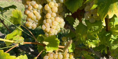 Verkauf von erstklassigen Trauben – Kutjevo-Weinregion Frisch geerntete Trauben