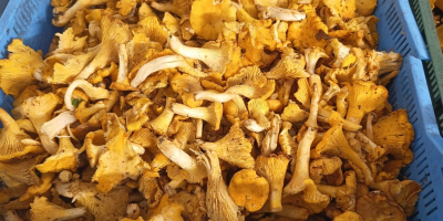 Voi vinde gălbiori, boleti de dafin și hribi în