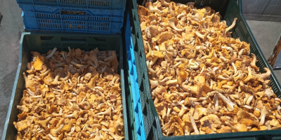 Voi vinde gălbiori, boleti de dafin și hribi în