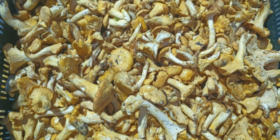 Voi vinde gălbiori, boleti de dafin și hribi în