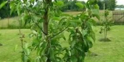 Купићу двогодишњу крушку сорте конференција на дуњи тел.+[телефон]