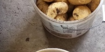 Vendo patate commestibili Jurek. Piantate da patate da seme