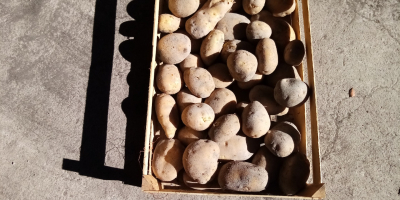 Vendo patate commestibili Jurek. Piantate da patate da seme