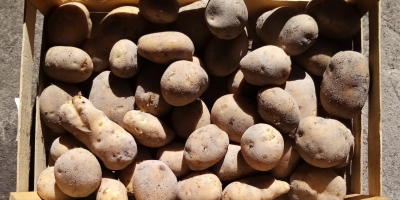 Vendo patate commestibili Jurek. Piantate da patate da seme