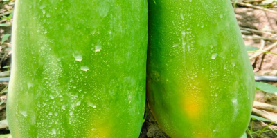 DIE BESTE PAPAYA DER REGION