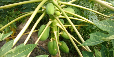 DIE BESTE PAPAYA DER REGION