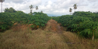 DIE BESTE PAPAYA DER REGION