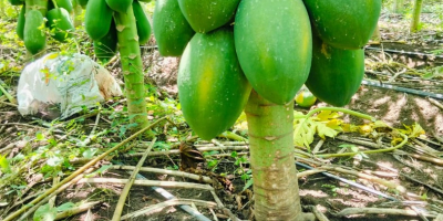 DIE BESTE PAPAYA DER REGION