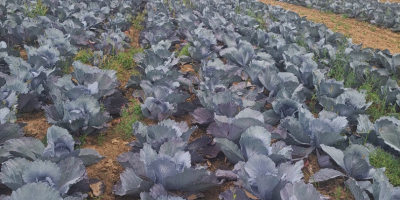 Продајем бели и црвени купус. Било која количина од