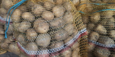 Vendo patate commestibili della varietà Lord. Per maggiori informazioni,