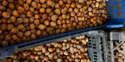 Здравейте, тази година продавам пресни лешници.