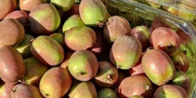 Мини-киви Weiki на продажу