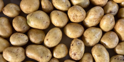 Grower is offering high quality, Potatos - Soraya (also