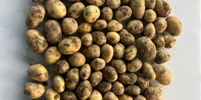 Grower is offering high quality, Potatos - Soraya (also