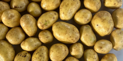 Grower is offering high quality, Potatos - Soraya (also