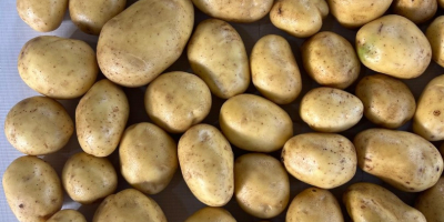 Grower is offering high quality, Potatos - Soraya (also