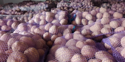 I will sell potatoes of the Queen Anna, Denar