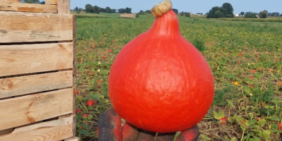 Ho circa 100 tonnellate di zucche Hokkaido in vendita.